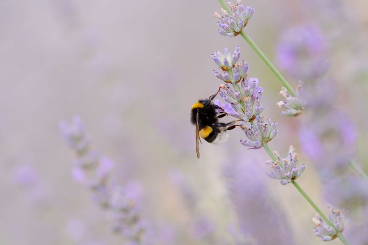 Erdhummel im lila Lavendel